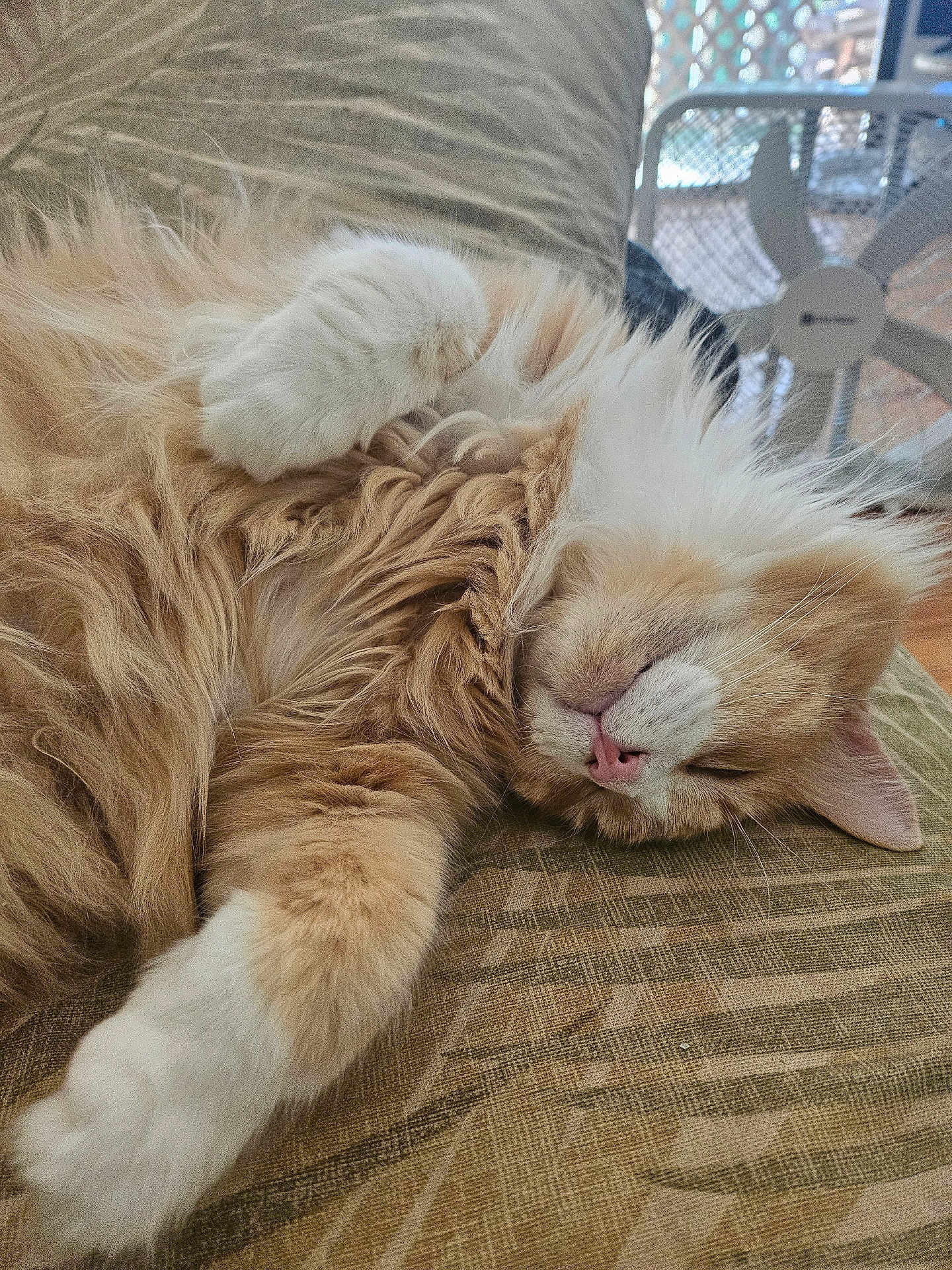 Simba joined the competition — help win amazing prizes! cat, sleeping, fluffy, orange_cat, white_paws, indoor, cushion, relaxed, pet, fur, close_up, resting, cute, animal, mammal, whiskers, pink_nose, cozy, domestic_cat, nap