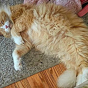 Simba joined the competition — help win amazing prizes! cat, ginger_cat, white_paws, sleeping, fluffy, pet, indoor, carpet, wooden_floor, relaxed, feline, cute, domestic_animal, fur, whiskers, tail, cozy, resting, animal, peaceful