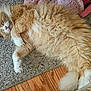 cat, ginger_cat, white_paws, sleeping, fluffy, pet, indoor, carpet, wooden_floor, relaxed, feline, cute, domestic_animal, fur, whiskers, tail, cozy, resting, animal, peaceful