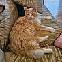 cat, orange_cat, fluffy_fur, couch, indoor, pet, relaxed, pillow, furniture, floor, wood_floor, pet_bed, domestic_animal, animal, whiskers, tail, paw, looking_at_camera, resting, cozy