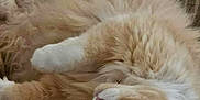 Simba joined the competition — help win amazing prizes! cat, fluffy, orange_cat, white_paws, couch, blanket, indoor, relaxed, pet, fur, cozy, home, resting, upside_down, animal, feline, soft, domestic_cat, comfort, lounging