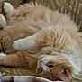 cat, fluffy, orange_cat, white_paws, couch, blanket, indoor, relaxed, pet, fur, cozy, home, resting, upside_down, animal, feline, soft, domestic_cat, comfort, lounging