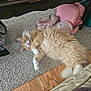 Simba joined the competition — help win amazing prizes! cat, sleeping, fluffy, ginger_cat, white_paws, carpet, wood_floor, pink_slippers, pink_bag, wooden_table, cozy, indoor, pet, relaxed, feline, domestic_cat, fur, nap, home, quiet