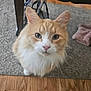 Simba is registered to the contest to win money with this photo: cat, orange_cat, white_fur, fluffy, pet, indoor, carpet, wooden_floor, curious, close_up, animal, whiskers, ears, face, feline, home, domestic, cute, looking_up, mammal
