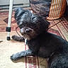 dog, small_dog, fluffy, black_fur, gray_fur, lying_down, indoor, living_room, rug, patterned_rug, cushion, striped_cushion, radiator, furniture, table_leg, portrait, pet, companion_animal, looking_at_camera, cozy