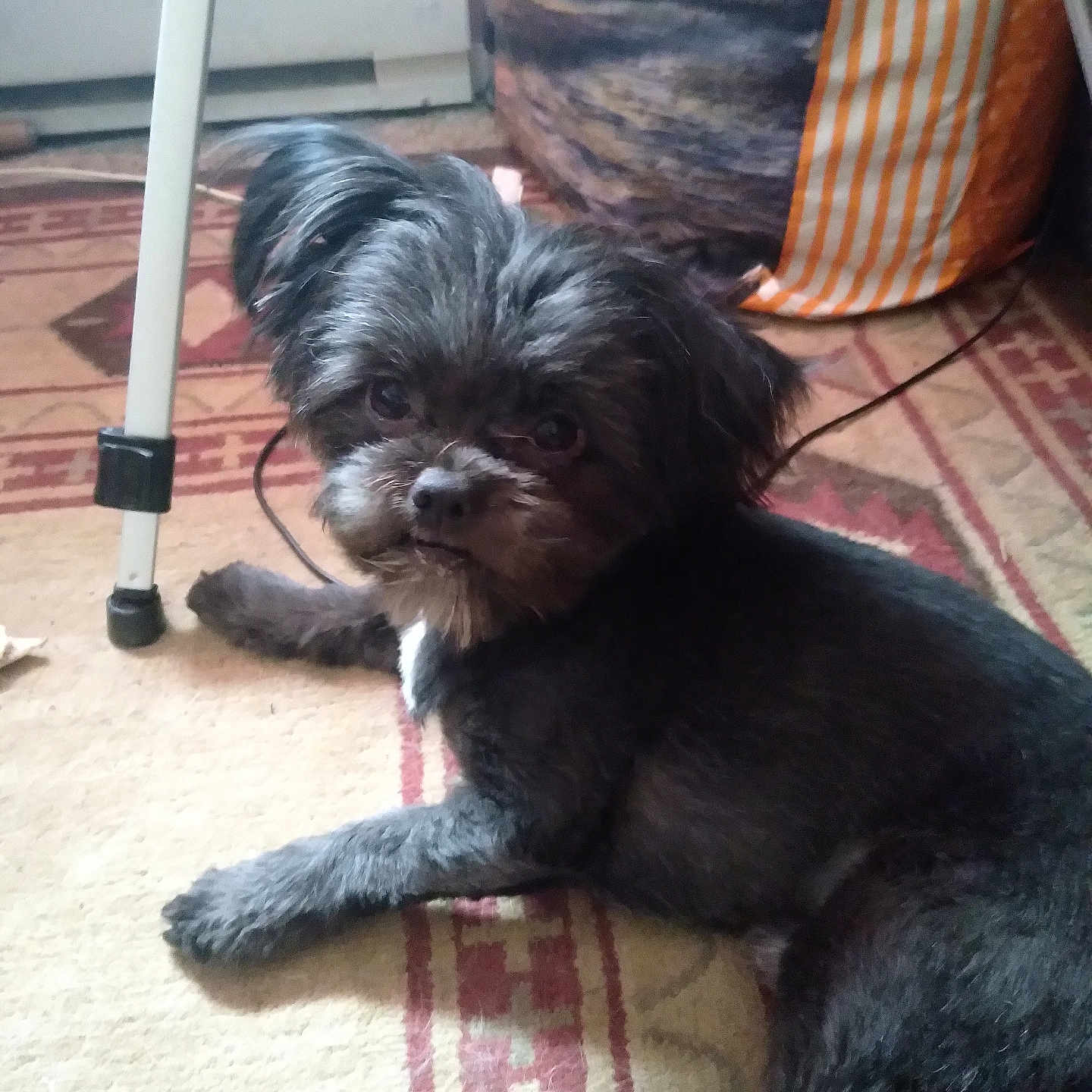 Kodi joined the competition — help win amazing prizes! dog, small_dog, fluffy, black_fur, gray_fur, lying_down, indoor, living_room, rug, patterned_rug, cushion, striped_cushion, radiator, furniture, table_leg, portrait, pet, companion_animal, looking_at_camera, cozy