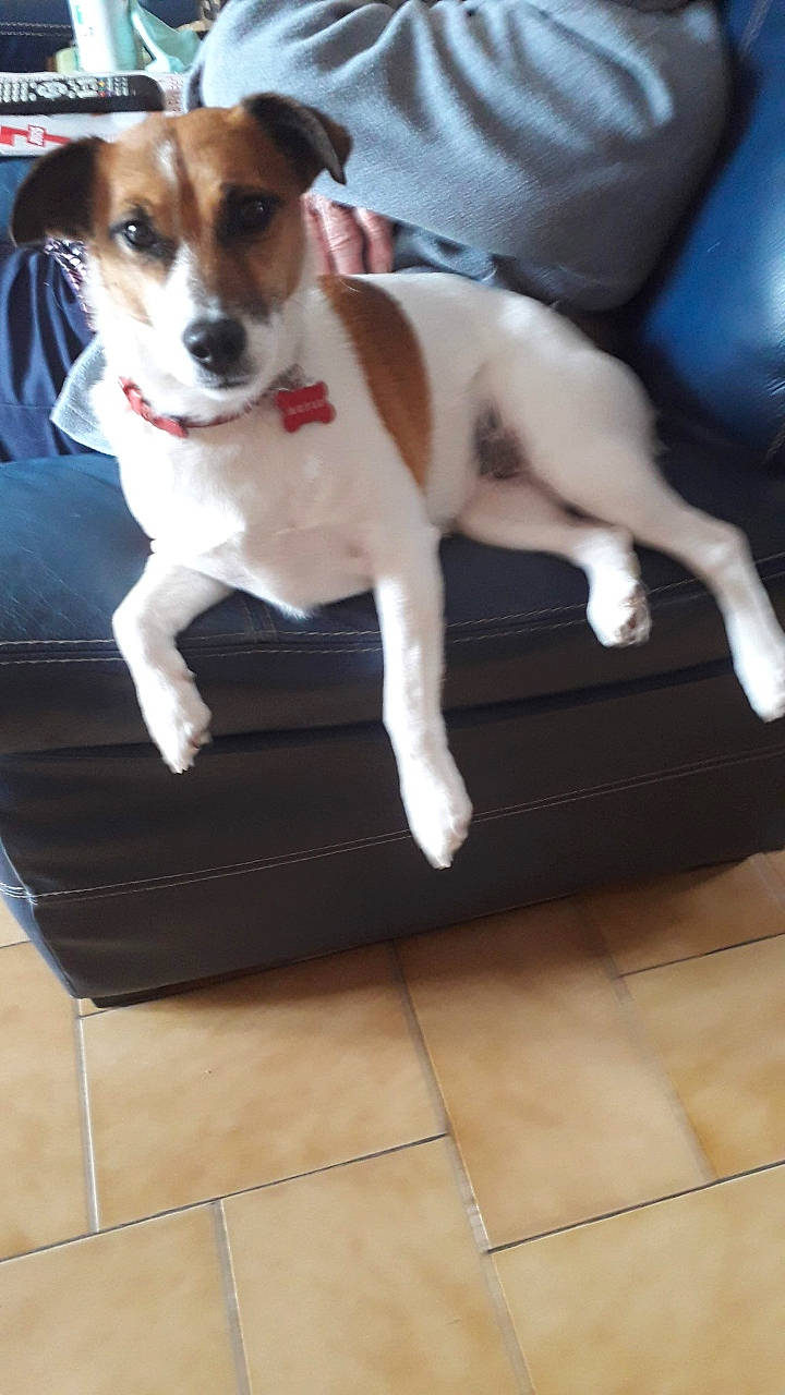 Chipie a rejoint le concours — aidez-le/la à gagner de superbes lots ! carnivore, collar, companion_dog, couch, dog, dog_breed, fawn, floor, flooring, hardwood, irishjacks, laminate_flooring, paw, pet_supply, snout, tail, terrier, tile_flooring, wood, working_animal