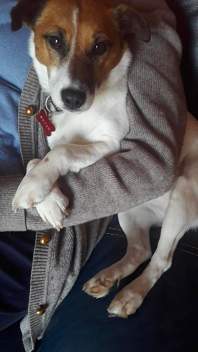 Chipie participe au concours pour gagner de l'argent avec cette photo : canidae, carnivore, chair, comfort, companion_dog, dog, dog_breed, dog_supply, fawn, fur, irishjacks, linens, paw, sitting, sporting_group, tail, vertebrate, water, whiskers, working_animal