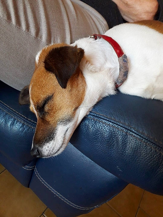 Chipie a rejoint le concours — aidez-le/la à gagner de superbes lots ! canidae, carnivore, collar, comfort, companion_dog, couch, dog, dog_breed, dog_supply, fawn, nap, non_sporting_group, pillow, puppy, sleep, snout, sporting_group, terrier, watch