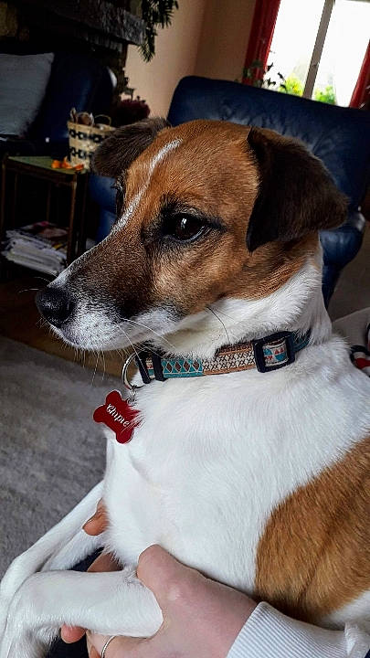 Chipie participe au concours pour gagner de l'argent avec cette photo : canidae, carnivore, collar, companion_dog, dog, dog_breed, dog_collar, dog_supply, fawn, fur, irishjacks, non_sporting_group, pet_supply, snout, sporting_group, terrier, whiskers, working_animal