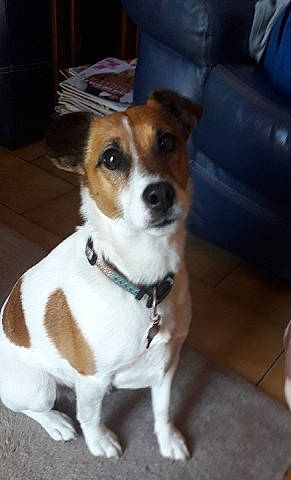 Chipie a rejoint le concours — aidez-le/la à gagner de superbes lots ! canidae, carnivore, chair, collar, companion_dog, couch, dog, dog_breed, dog_collar, dog_supply, fawn, fur, hardwood, irishjacks, puppy, sleeper_chair, snout, sporting_group, terrier, whiskers