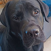 Appy participe au concours pour gagner de l'argent avec cette photo : dog, black_dog, pet, animal, close_up, portrait, face, muzzle, nose, eyes, ears, fur, black_fur, shiny_coat, indoors, home, sitting, looking_at_camera, cute, photography