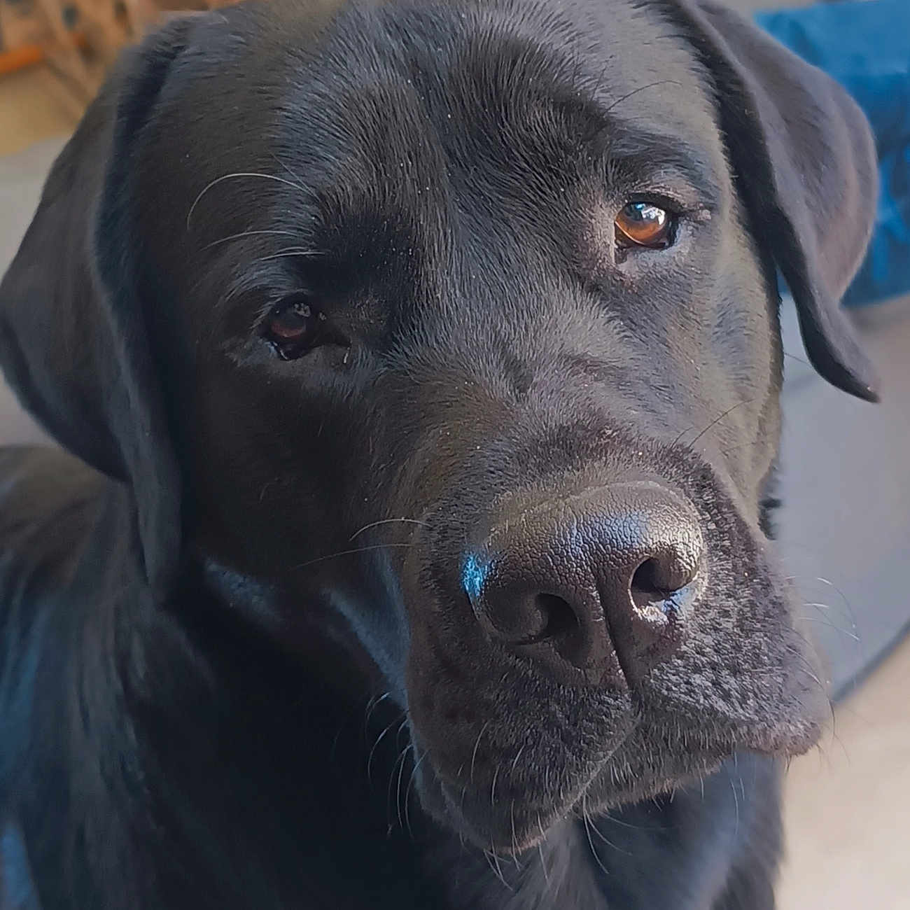 Appy participe au concours pour gagner de l'argent avec cette photo : dog, black_dog, pet, animal, close_up, portrait, face, muzzle, nose, eyes, ears, fur, black_fur, shiny_coat, indoors, home, sitting, looking_at_camera, cute, photography