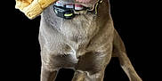 Maverick is registered to the contest to win money with this photo: animal, black_background, bone, brown_dog, canine, chewing, collar, dog, domestic_animal, four_legs, fur, happy, isolated, large_bone, looking_up, mouth, pet, playful, teeth, tongue