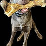 Maverick is registered to the contest to win money with this photo: dog, bone, pet, animal, playful, mouth, collar, happy, brown_dog, canine, isolated, black_background, looking_up, large_bone, fur, domestic_animal, chewing, four_legs, tongue, teeth