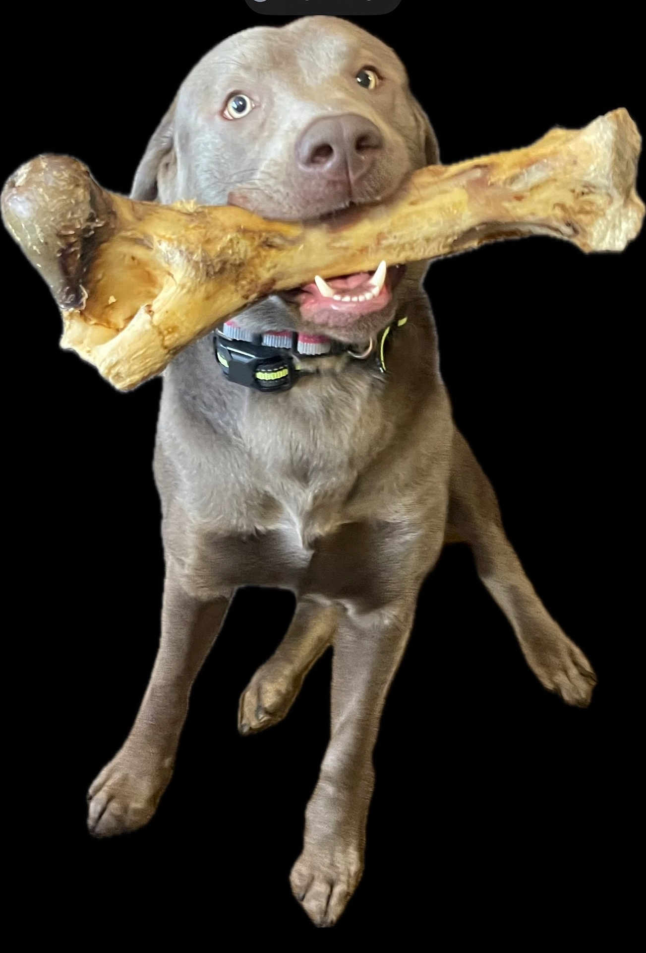 Maverick is registered to the contest to win money with this photo: dog, bone, pet, animal, playful, mouth, collar, happy, brown_dog, canine, isolated, black_background, looking_up, large_bone, fur, domestic_animal, chewing, four_legs, tongue, teeth