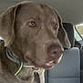 dog, brown_dog, pet, car_interior, back_seat, collar, box, window, seat, animal, mammal, domestic_animal, canine, looking_away, indoor, transportation, vehicle, seatbelt, curious, closeup