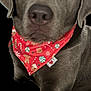 Maverick is registered to the contest to win money with this photo: dog, labrador, chocolate_lab, bandana, red_bandana, festive, holiday, pet, animal, close_up, portrait, cute, canine, fur, ears, nose, eyes, black_background, mammal, domestic_animal