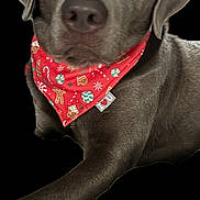 Maverick joined the competition — help win amazing prizes! dog, gray_dog, bandana, red_bandana, holiday_theme, close_up, pet, canine, portrait, animal, fur, ears, nose, eyes, sitting, black_background, cute, calm, domestic_animal, mammal