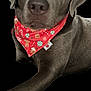 dog, gray_dog, bandana, red_bandana, holiday_theme, close_up, pet, canine, portrait, animal, fur, ears, nose, eyes, sitting, black_background, cute, calm, domestic_animal, mammal