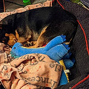 Koda joined the competition — help win amazing prizes! dog, sleeping, blanket, plush_toy, blue_dinosaur, pet_bed, cozy, fur, curled_up, indoor, resting, cute, small_dog, black_and_tan, animal, nap, soft, comfort, relaxation, bed