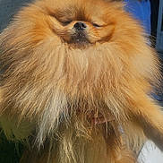 B.k.o participe au concours pour gagner de l'argent avec cette photo : dog, pomeranian, fluffy, fur, pet, animal, outdoor, person, holding, grass, sunlight, face, eyes_closed, cute, small_dog, muzzle, expression, background, building, curious