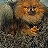 dog, pomeranian, pet, toy, bed, shaggy_bed, fur, indoor, floor, tile_floor, animal, cute, small_dog, paw, resting, looking_at_camera, cozy, companion, domestic_animal, portrait