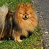 B.k.o a rejoint le concours — aidez-le/la à gagner de superbes lots ! dog, pomeranian, fluffy, grass, sunlight, sidewalk, outdoor, pet, canine, small_dog, animal, nature, daylight, fur, cute, walking_path, smiling, friendly, portrait, happy