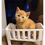 Cheese joined the competition — help win amazing prizes! kitten, orange_cat, pet, toy_bed, indoor, cute, feline, small, animal, cozy, carpet, whiskers, curious, fur, domestic, young, closeup, adorable, playful, resting