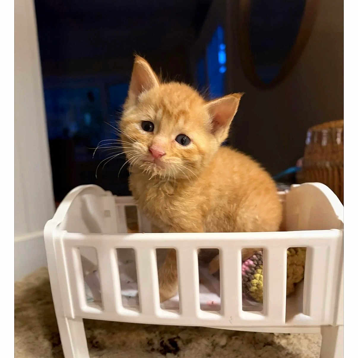 Cheese joined the competition — help win amazing prizes! kitten, orange_cat, pet, toy_bed, indoor, cute, feline, small, animal, cozy, carpet, whiskers, curious, fur, domestic, young, closeup, adorable, playful, resting