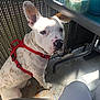 Zayon a rejoint le concours — aidez-le/la à gagner de superbes lots ! dog, white_dog, brown_spots, red_harness, sitting, glass_table, sunlight, shadow, outdoor, floor, metal_chair, pet, animal, looking_up, fence, relaxed, daylight, domestic_animal, ears_up, cute