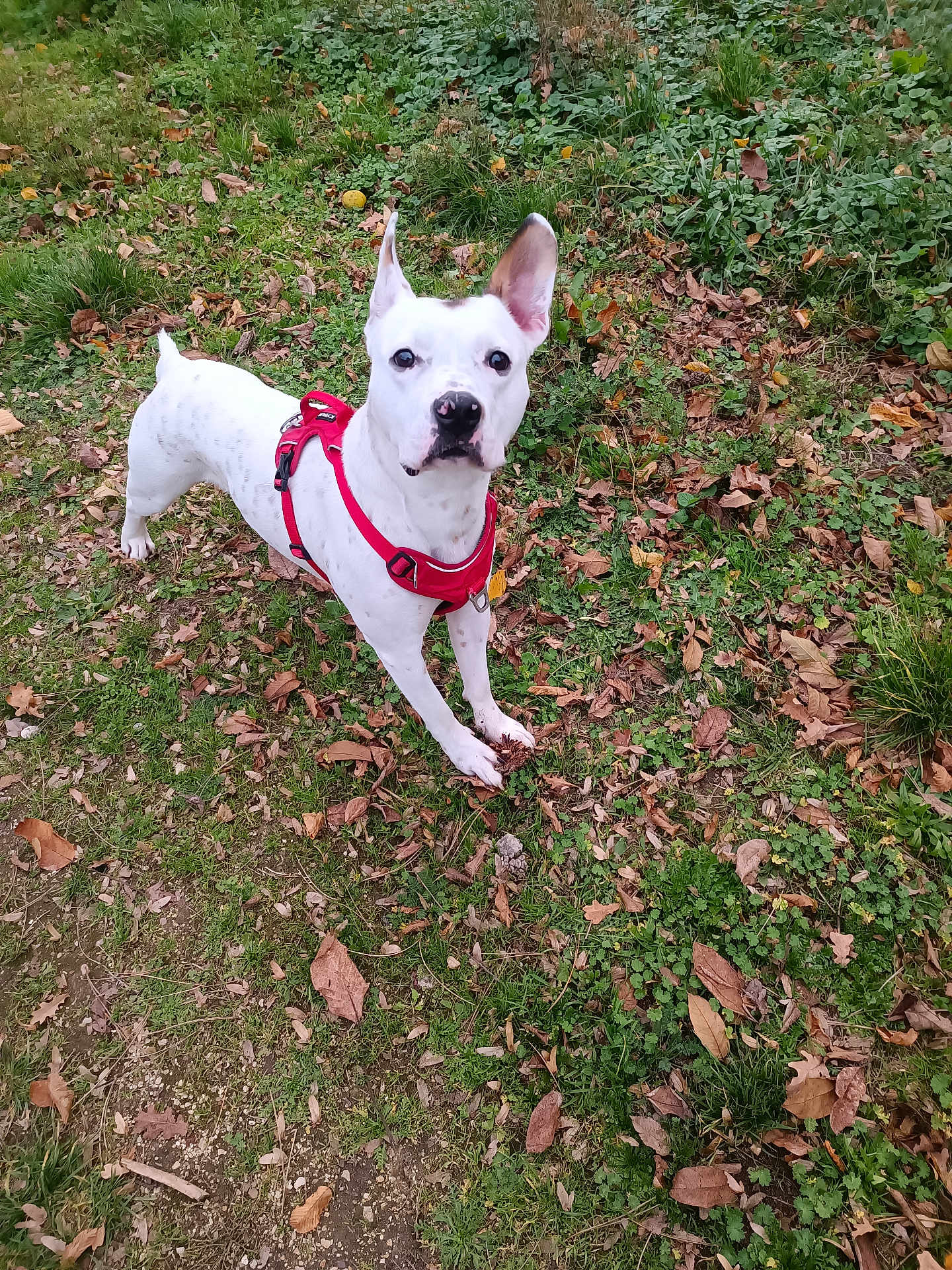 Zayon participe au concours pour gagner de l'argent avec cette photo : dog, white_dog, red_harness, grass, leaves, outdoor, alert, pet, animal, nature, one_ear_up, standing, greenery, fall_leaves, canine, playful, fur, snout, ground, daylight