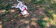 Zayon participe au concours pour gagner de l'argent avec cette photo : dog, white_dog, red_harness, grass, outdoor, sunlight, shadow, playful, rolling, nature, summer, pet, animal, greenery, relaxing, canine, ground, happy, daytime, park