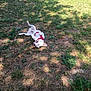 dog, white_dog, red_harness, grass, outdoor, sunlight, shadow, playful, rolling, nature, summer, pet, animal, greenery, relaxing, canine, ground, happy, daytime, park