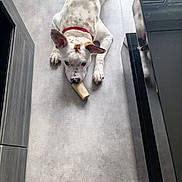 Zayon a rejoint le concours — aidez-le/la à gagner de superbes lots ! dog, bone, floor, collar, white, spotted, pet, indoor, kitchen, animal, lying_down, chewing, ears, cute, domestic, canine, playful, looking_up, paws, red_collar