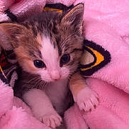 Prissy is registered to the contest to win money with this photo: kitten, cat, pet, animal, cute, fur, whiskers, paws, blanket, pink, cozy, soft, young, small, indoor, resting, closeup, adorable, curious, sleepy