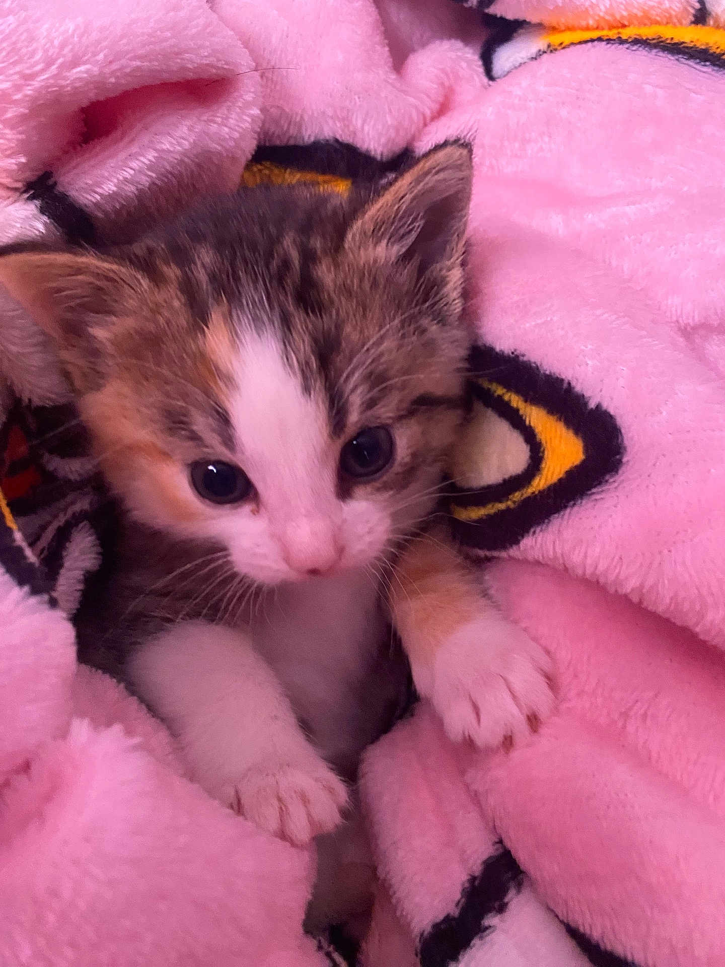 Prissy is registered to the contest to win money with this photo: kitten, cat, pet, animal, cute, fur, whiskers, paws, blanket, pink, cozy, soft, young, small, indoor, resting, closeup, adorable, curious, sleepy