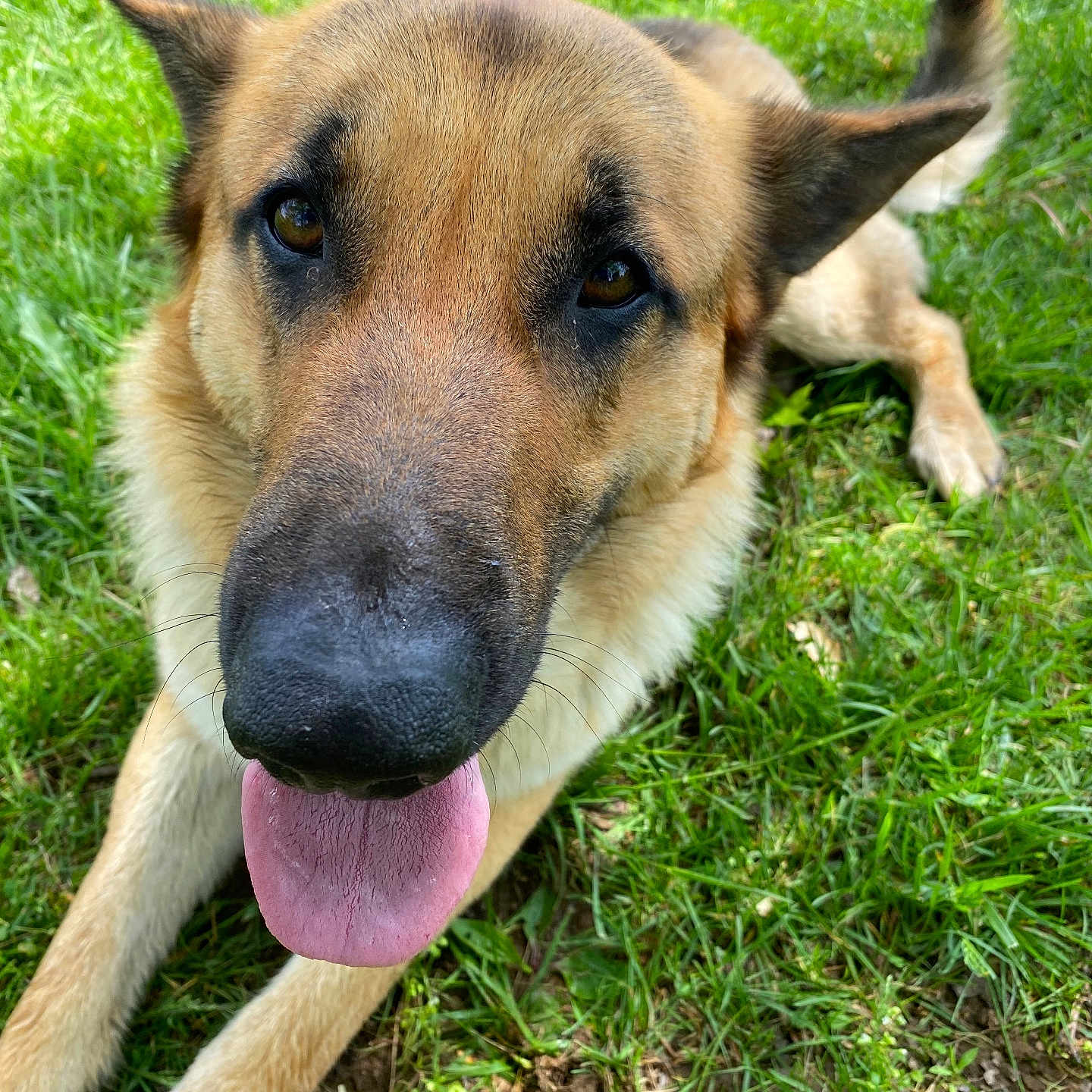 Chief joined the competition — help win amazing prizes! animal, black, brown, canine, close_up, dog, ears, friendly, fur, german_shepherd, grass, happy, lying_down, nature, nose, outdoor, paw, pet, tongue, tongue_out