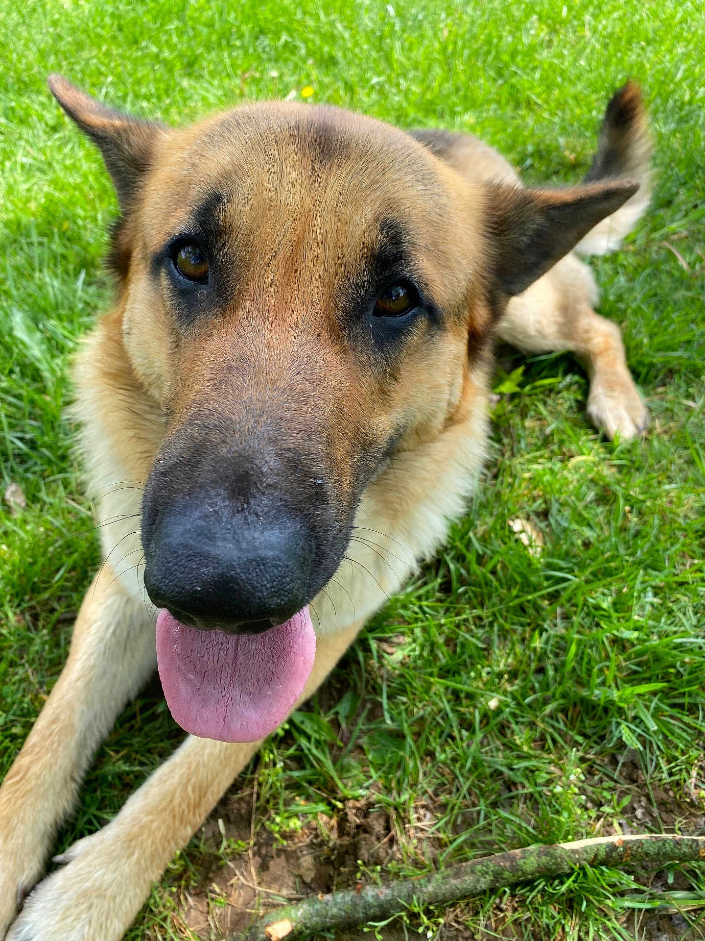 Chief joined the competition — help win amazing prizes! dog, german_shepherd, tongue_out, grass, outdoor, pet, animal, canine, close_up, nature, happy, friendly, fur, ears, nose, paw, tongue, lying_down, brown, black