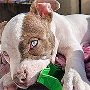 Hercule a rejoint le concours — aidez-le/la à gagner de superbes lots ! puppy, dog, close_up, blue_eyes, chewing, toy, green_toy, paw, sunlight, outdoor, blanket, cute, pet, animal, playful, young_dog, snout, ear, fur, nose