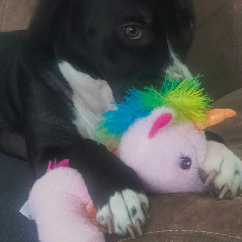 Luna a rejoint le concours — aidez-le/la à gagner de superbes lots ! animal, black_and_white, canine, close_up, colorful, comfort, couch, cute, dog, furniture, home, indoor, paw, pet, plush_toy, relaxed, soft_toy, stuffed_animal, toy, unicorn