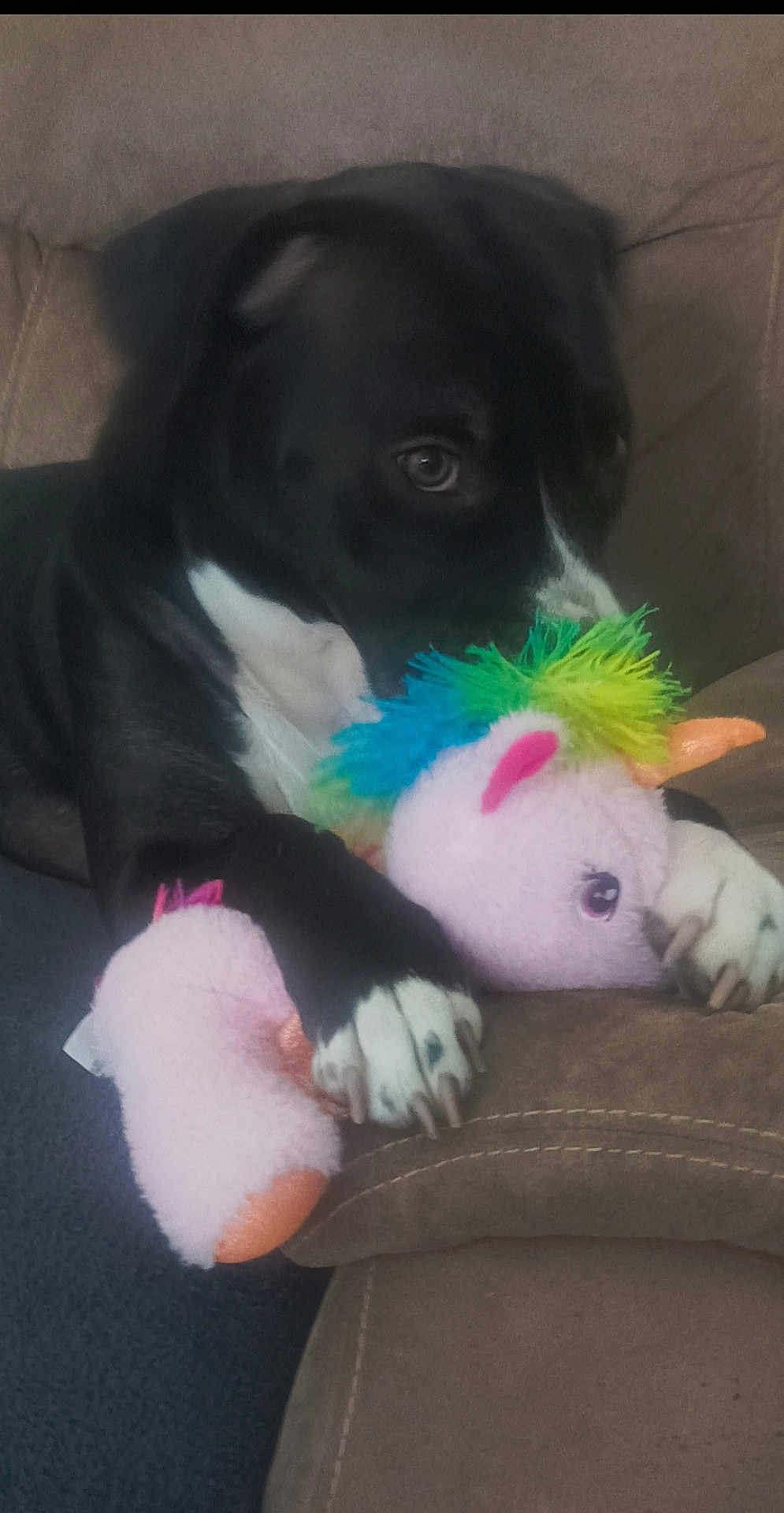 Luna a rejoint le concours — aidez-le/la à gagner de superbes lots ! dog, black_and_white, plush_toy, unicorn, couch, indoor, pet, animal, paw, soft_toy, colorful, stuffed_animal, close_up, furniture, comfort, cute, relaxed, home, toy, canine