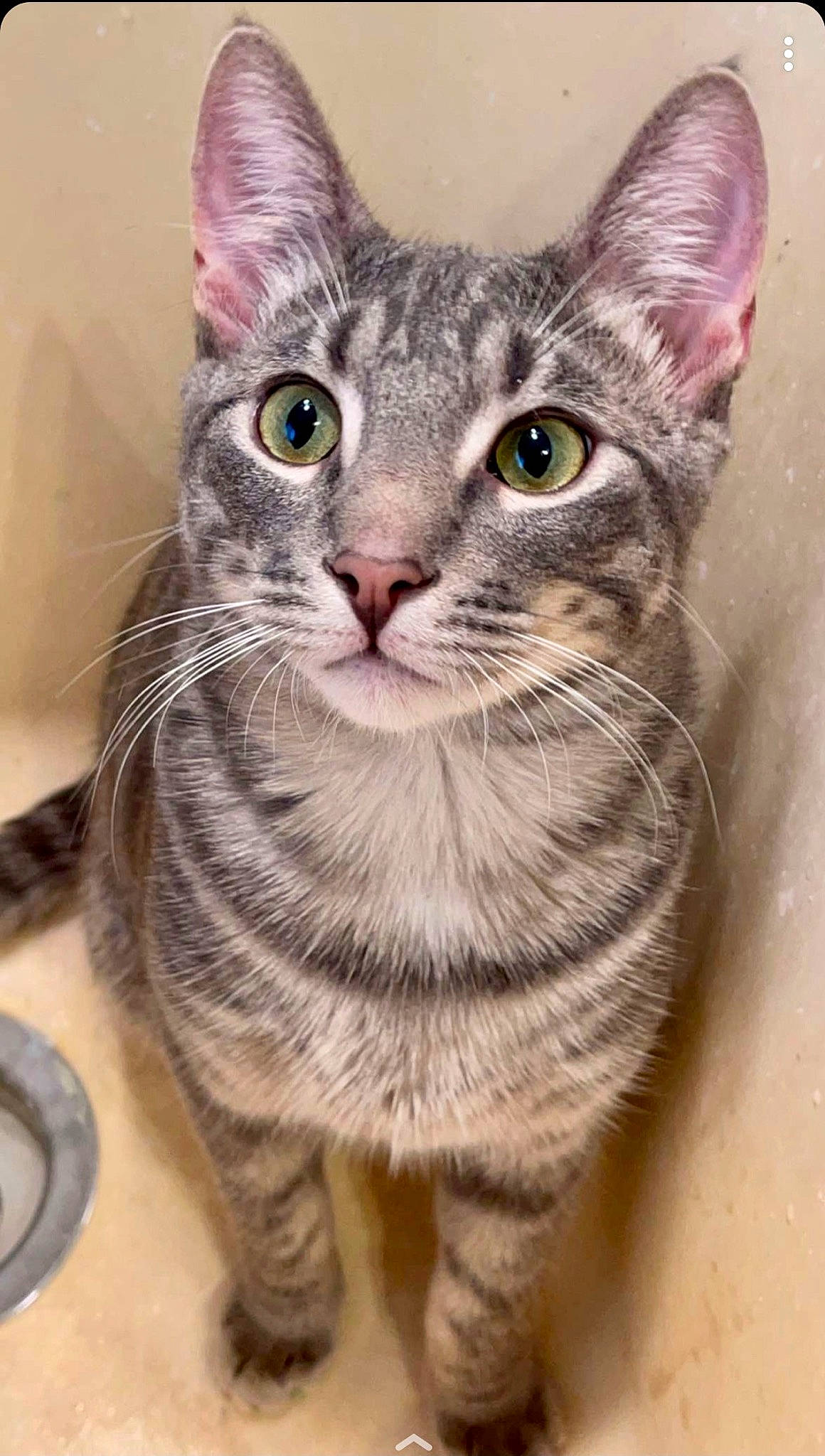 Chino joined the competition — help win amazing prizes! art, carnivore, cat, domestic_short_haired_cat, felidae, fur, paint, small_to_medium_sized_cats, snout, terrestrial_animal, whiskers