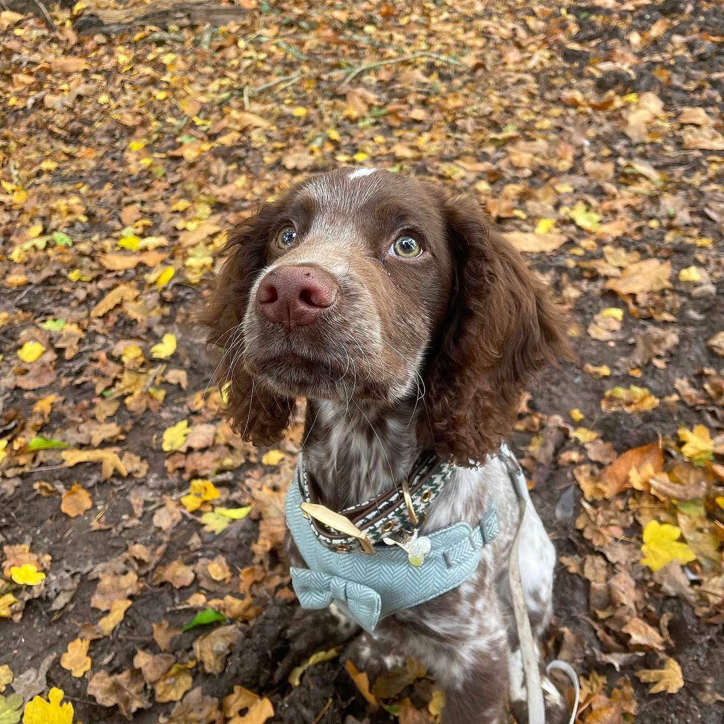 Frankie joined the competition — help win amazing prizes! accessories, animal, canine, cockerspaniel, dog, face, grass, head, land, leaf, nature, outdoors, person, pet, plant, pointer, puppy, soil, tree, vegetation