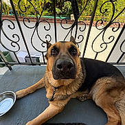 Jessy a rejoint le concours — aidez-le/la à gagner de superbes lots ! alert, animal, balcony, black_and_tan, closeup, collar, dog, fence, garden, german_shepherd, greenery, ironwork, leash, lying_down, outdoor, patio, pet, portrait, sunlight, water_bowl
