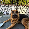 alert, animal, balcony, black_and_tan, closeup, collar, dog, fence, garden, german_shepherd, greenery, ironwork, leash, lying_down, outdoor, patio, pet, portrait, sunlight, water_bowl