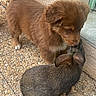 Vagner a rejoint le concours — aidez-le/la à gagner de superbes lots ! puppy, dog, rabbit, animal, pet, outdoor, fur, cute, friendship, nose_to_nose, pebble_stone, wall, brown, small, young, mammal, curious, companion, playful, nature