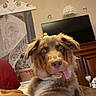 Vagner participe au concours pour gagner de l'argent avec cette photo : dog, brown_dog, tongue_out, indoor, living_room, television, wooden_furniture, decor, wall_art, cozy, pet, animal, cute, relaxed, fluffy, playful, canine, companion, household, resting