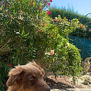 Vagner a rejoint le concours — aidez-le/la à gagner de superbes lots ! dog, puppy, outdoor, garden, greenery, flowers, pink_flowers, sunny, blue_sky, clouds, curious, pet, grass, nature, animal, canine, playful, fur, snout, paw