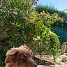 dog, puppy, outdoor, garden, greenery, flowers, pink_flowers, sunny, blue_sky, clouds, curious, pet, grass, nature, animal, canine, playful, fur, snout, paw